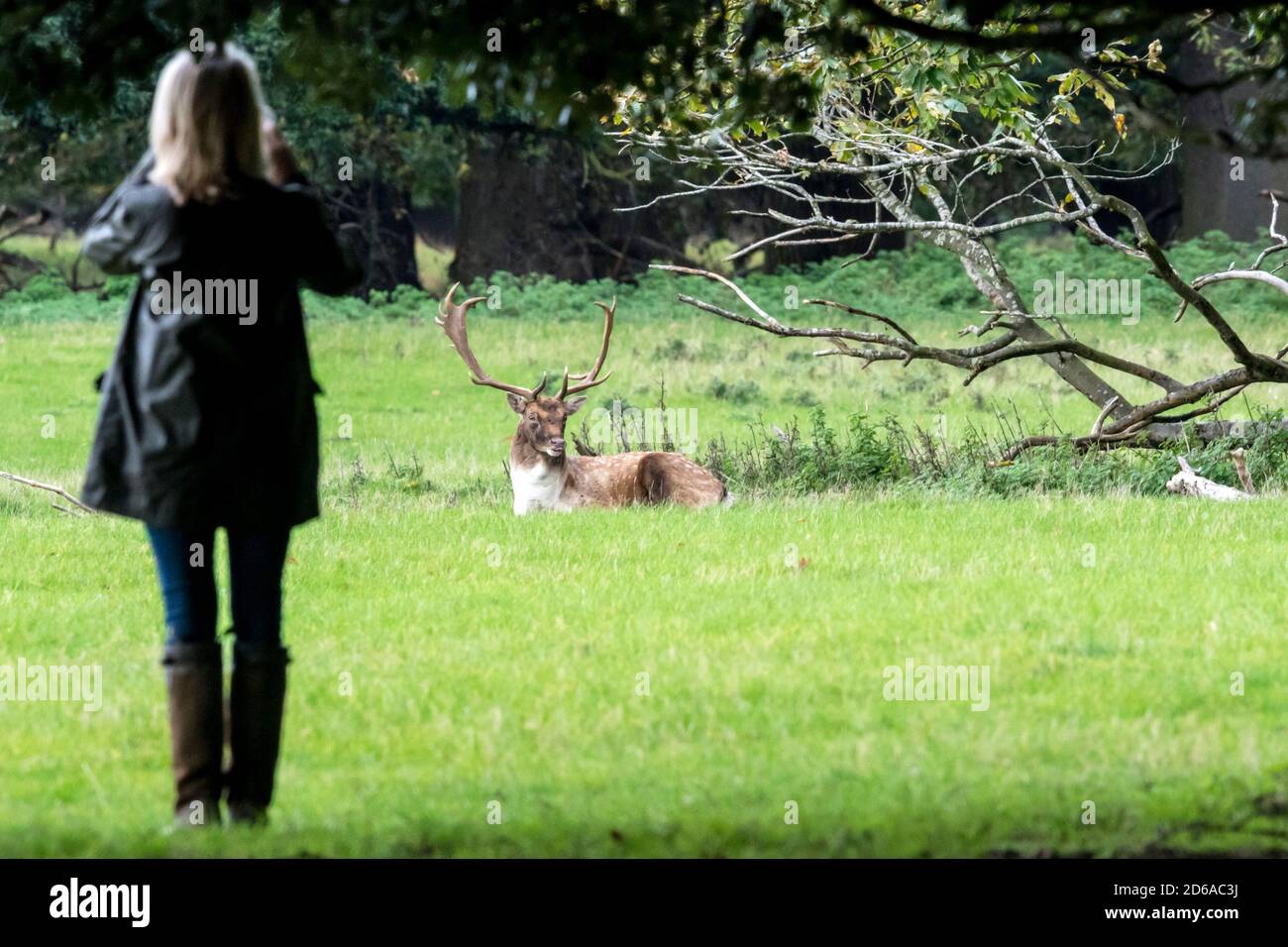 Visitor to the deer park around Holkham Hall in north Norfolk photographing a fallow deer buck. Stock Photo
