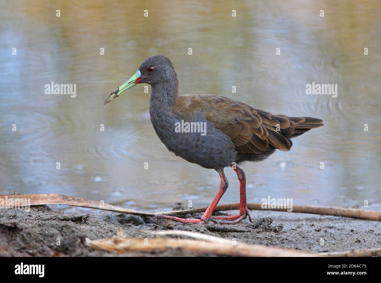 Plumbeous Rail (Rallus sanguinolentus) adult at waters edge with muddy bill  Buenos Aires Province, Argentina          January Stock Photo