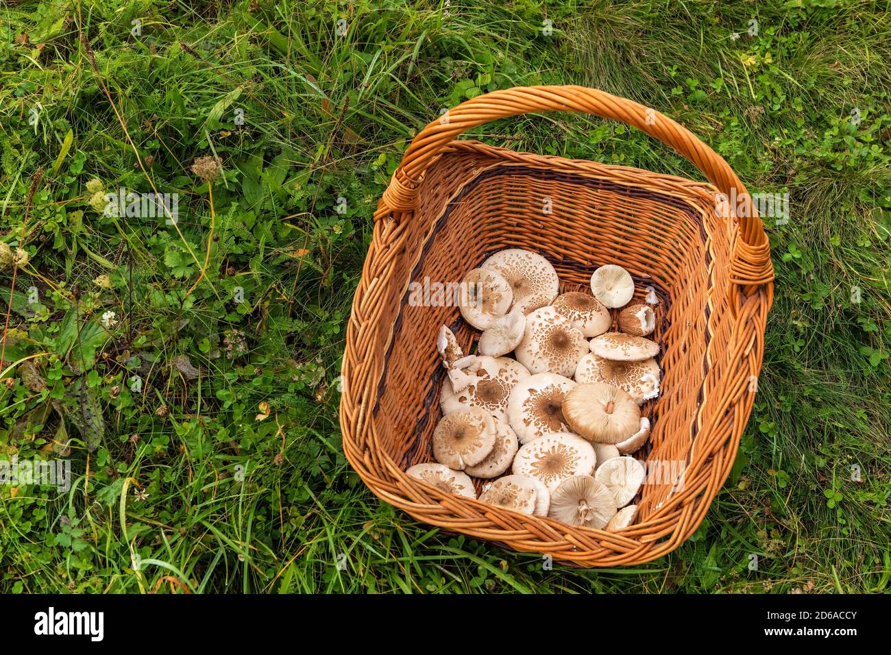 Mushrooms in a basket. Mushroom picking. Chlorophyllum rhacodes. Mushrooms in the grass in the meadow after the rain. Water drops on grass. Stock Photo