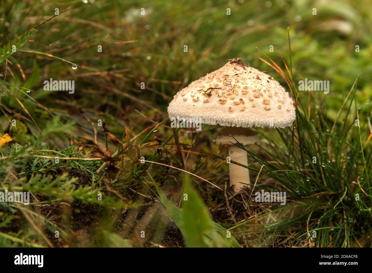 Shaggy Parasol Mushroom in a Meadow, Chlorophyllum rhacodes. Mushrooms in the grass in the meadow after the rain. Water drops on grass. Stock Photo