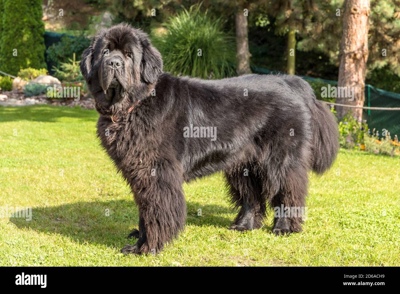 Newfoundland dog breed in an outdoor. Spectacular newfoundland dog