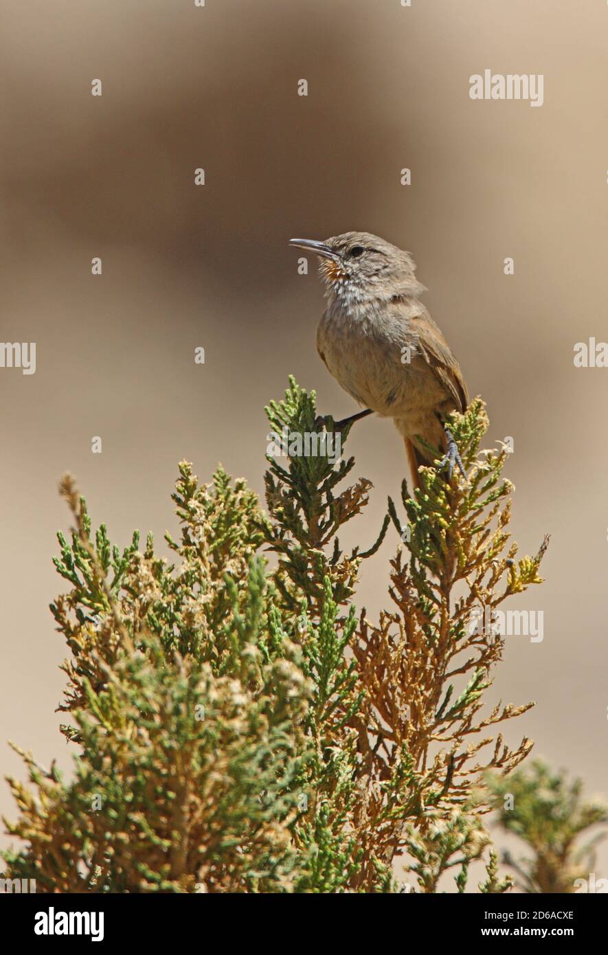 Puna Canastero (Asthenes sclateri) adult calling from bush top  Jujuy, Argentina              January Stock Photo