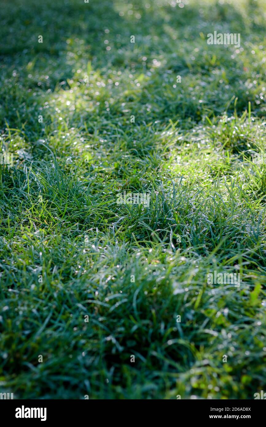 Green grass background with dew drops at park Stock Photo - Alamy