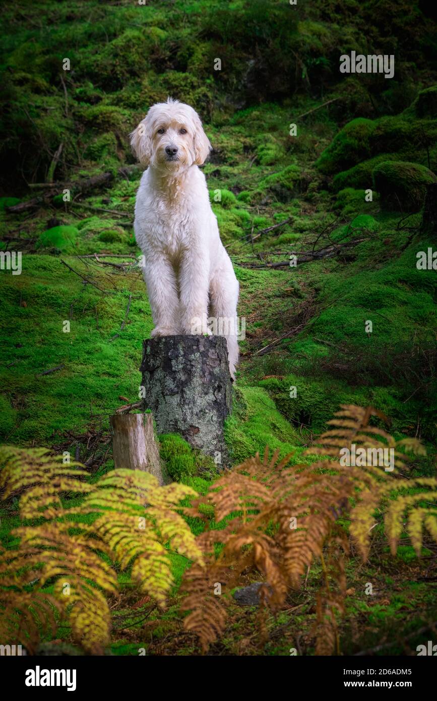 Cole, Ladradoddle, Stock Photo