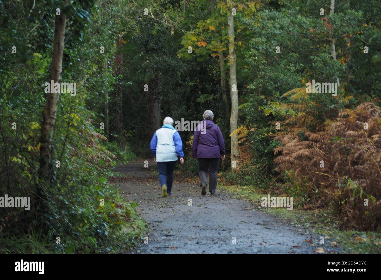 Trees and woodland walks hi-res stock photography and images - Alamy