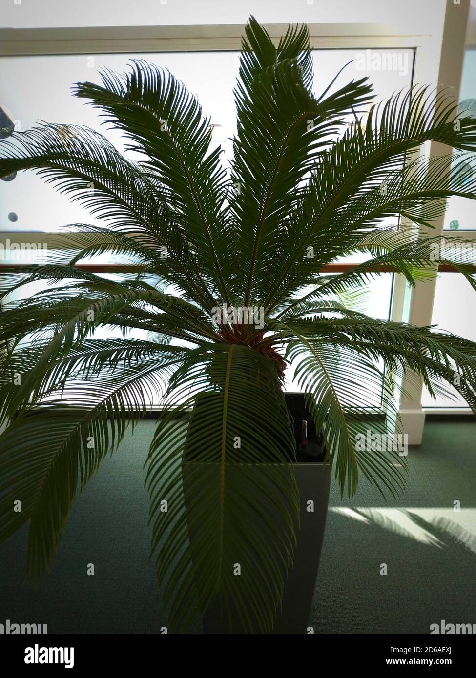 Vertical shot of a ravenea plant in a flowerpot Stock Photo
