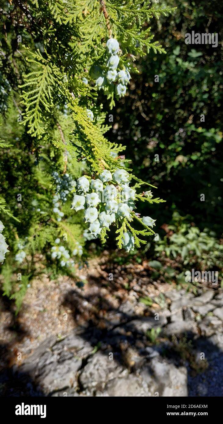 Natural pine fir tree hi-res stock photography and images - Alamy