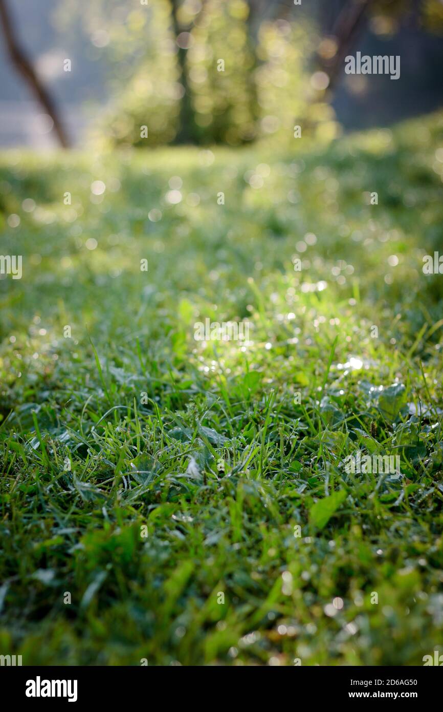 Green grass lawn background with dew drops Stock Photo - Alamy