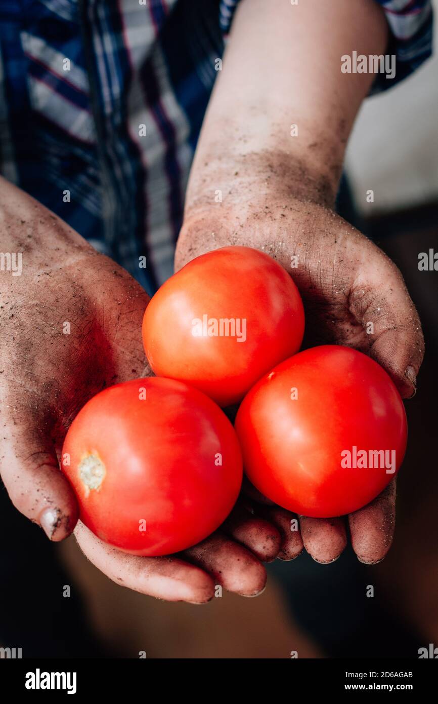 Fresh ripe red tomatoes in a farmer hands Stock Photo - Alamy
