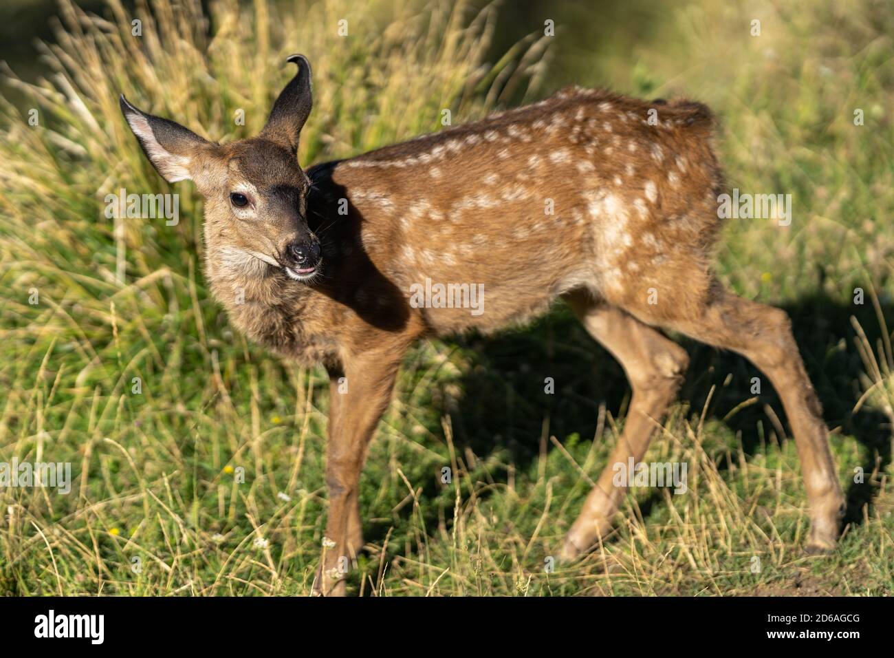 White-tailed Deer Cute Baby Fawn. Oregon, Ashland, Cascade Siskiyou National Monument, Summer Stock Photo