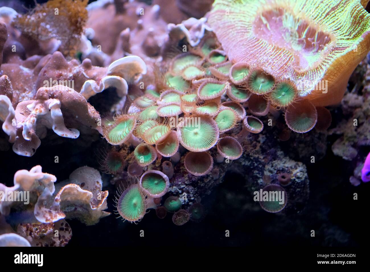 Green algae in the aquarium. Different types of algae and plants under