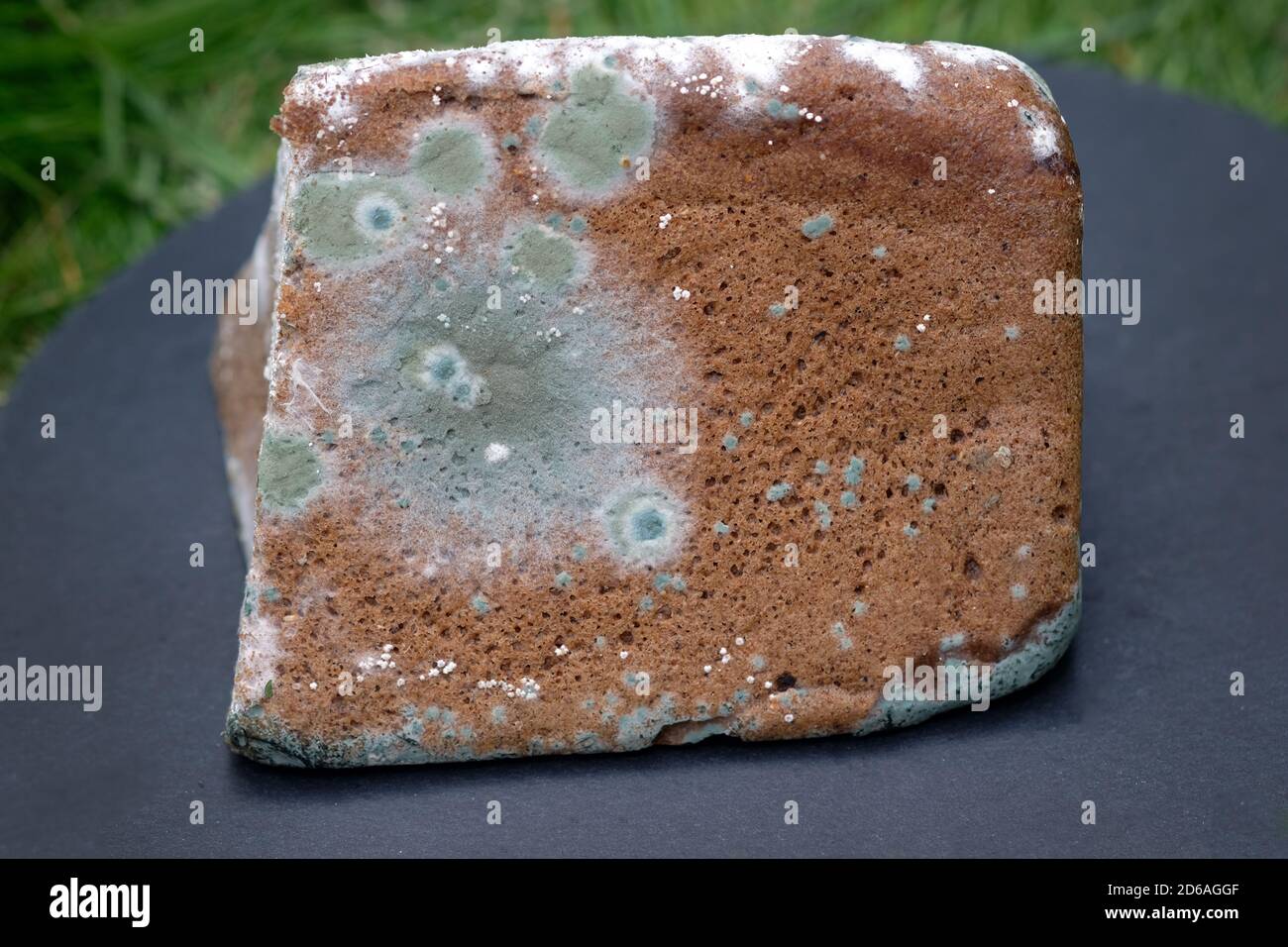 rye bread covered with mold. loaf of bread spoilt. dried up and covered