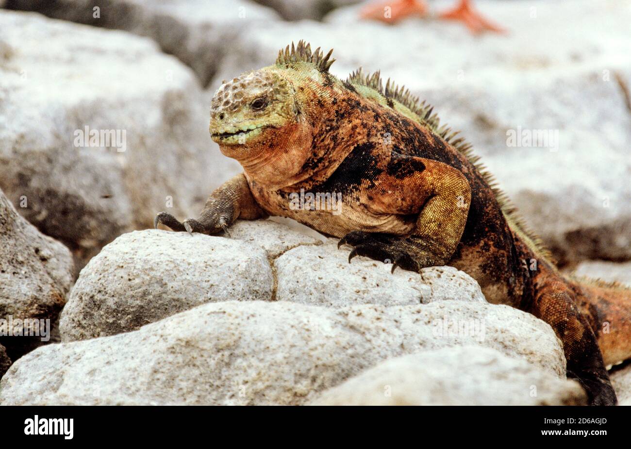 Marine Iguana, Galapagos Islands Stock Photo