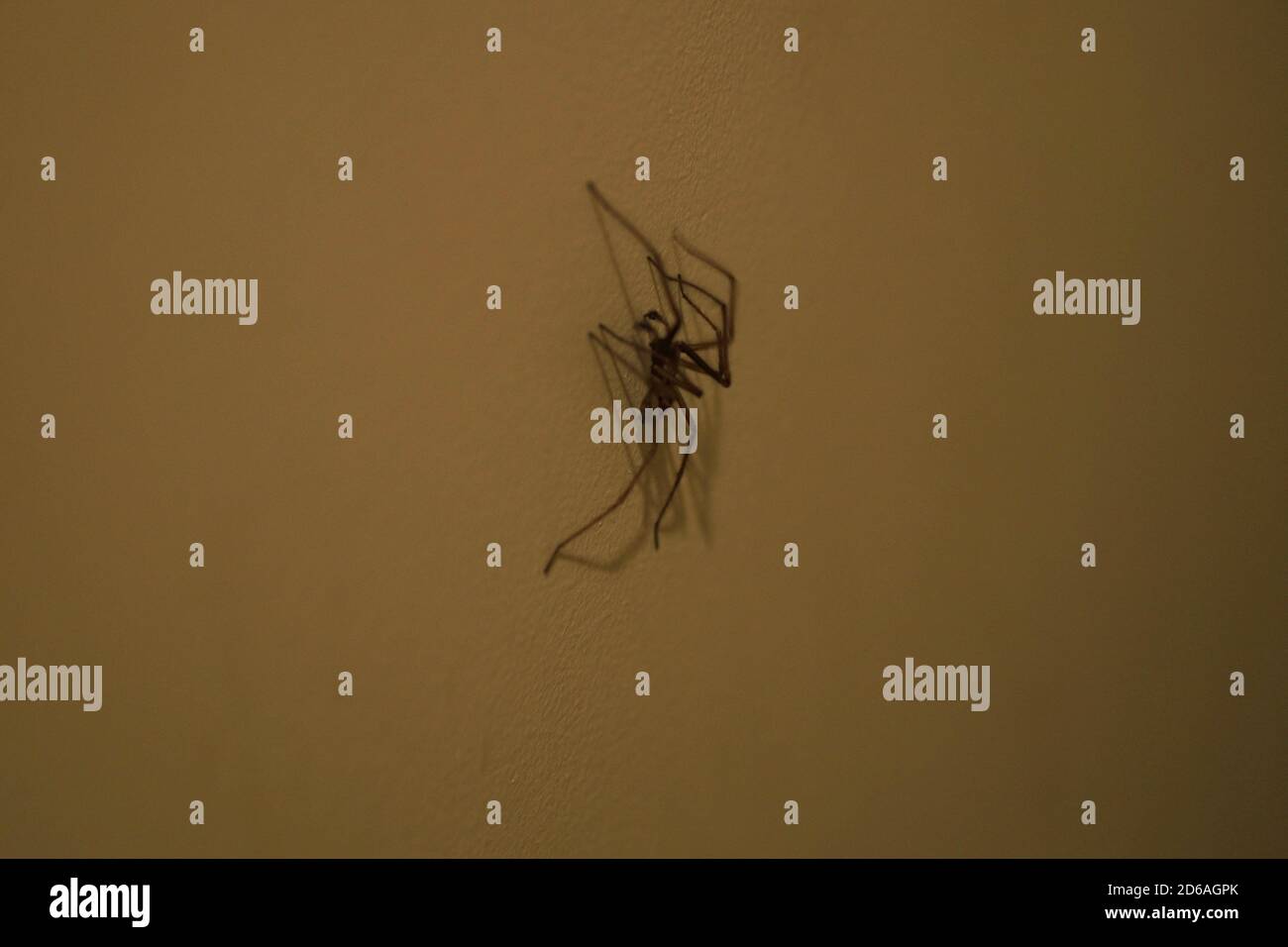 Spider magnified climbing up the wall. Stock Photo