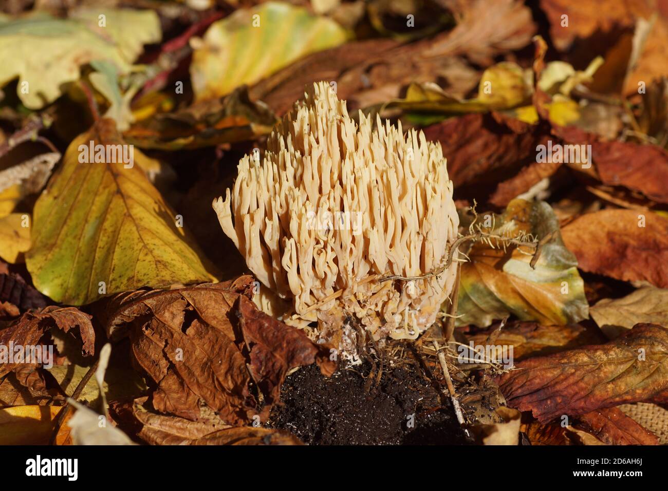 Strict-branch coral (Ramaria stricta) a coral fungus of the family Gomphaceae in a Dutch garden in Autumn. Netherlands, October Stock Photo