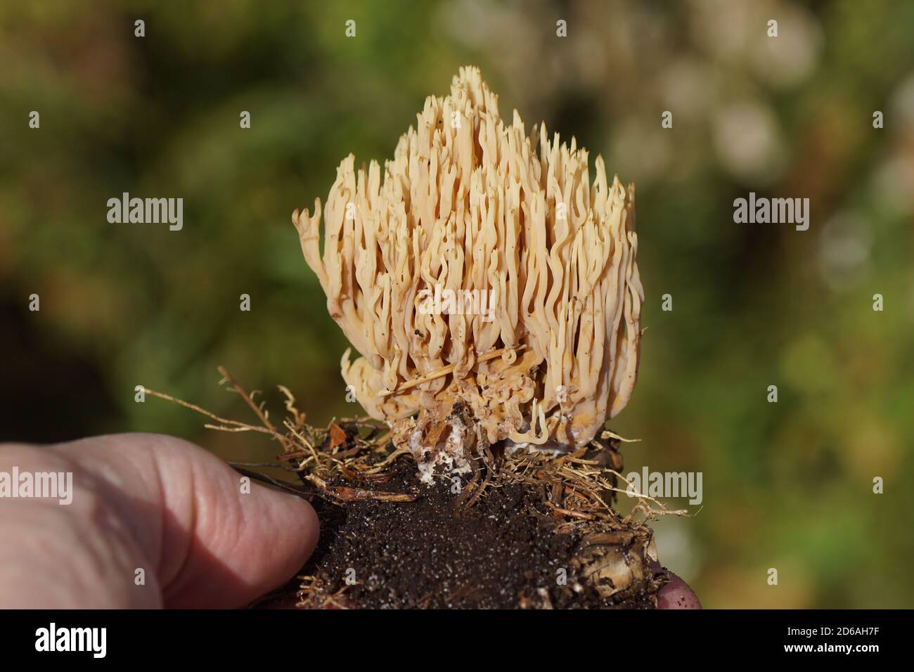 Holding a Strict-branch coral (Ramaria stricta) a coral fungus of the family Gomphaceae in a Dutch garden in Autumn. Netherlands, October Stock Photo