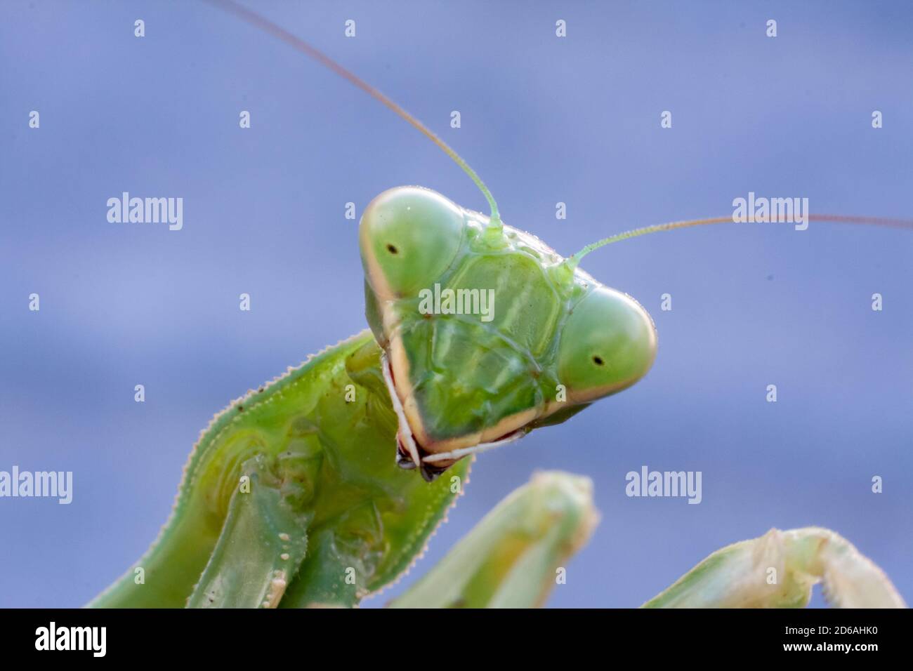 There is a female praying mantis shooted in a macro picture from the front of their face. Stock Photo