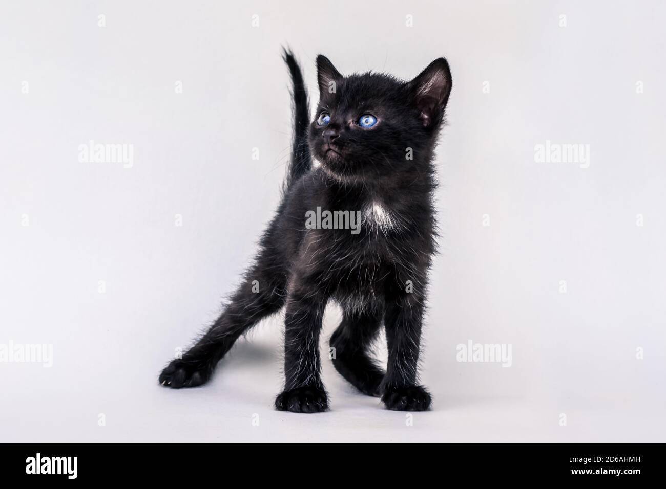 beautiful small black cat looking couriously and posing on white background Stock Photo