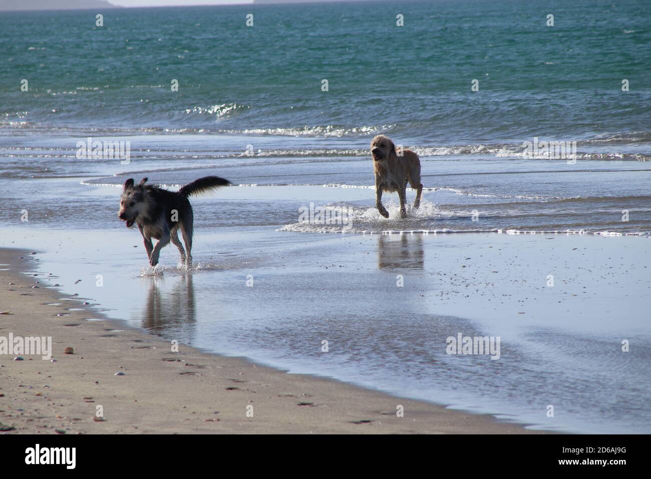 Beautiful shot of two dogs on a sandy beach Stock Photo - Alamy