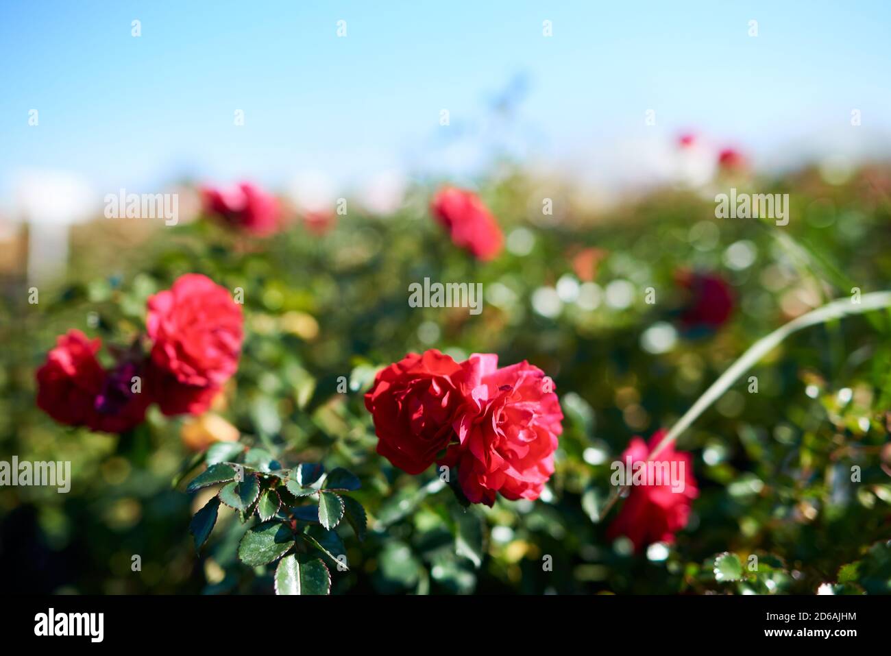 Red Ground Cover Rose Gartnerfreude blossom Stock Photo Alamy