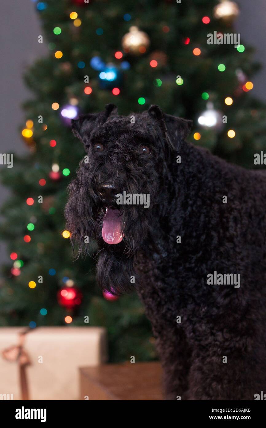 Irish blue terrier is standing near the christmas tree. Pet animals