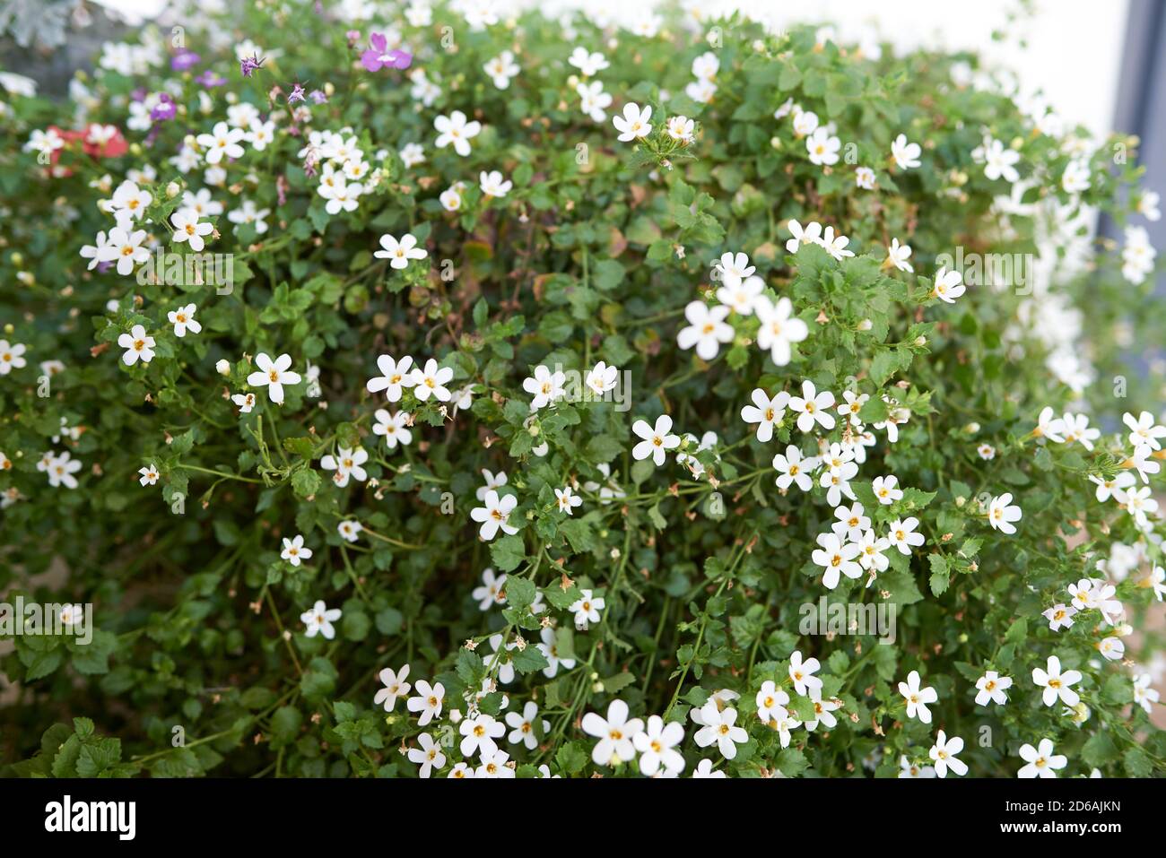 White bacopa flowers in flowerpot Stock Photo