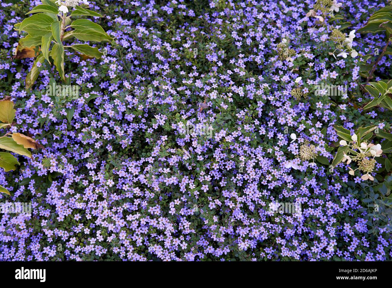 Lilac bacopa flowers in flowerbed. Top view Stock Photo
