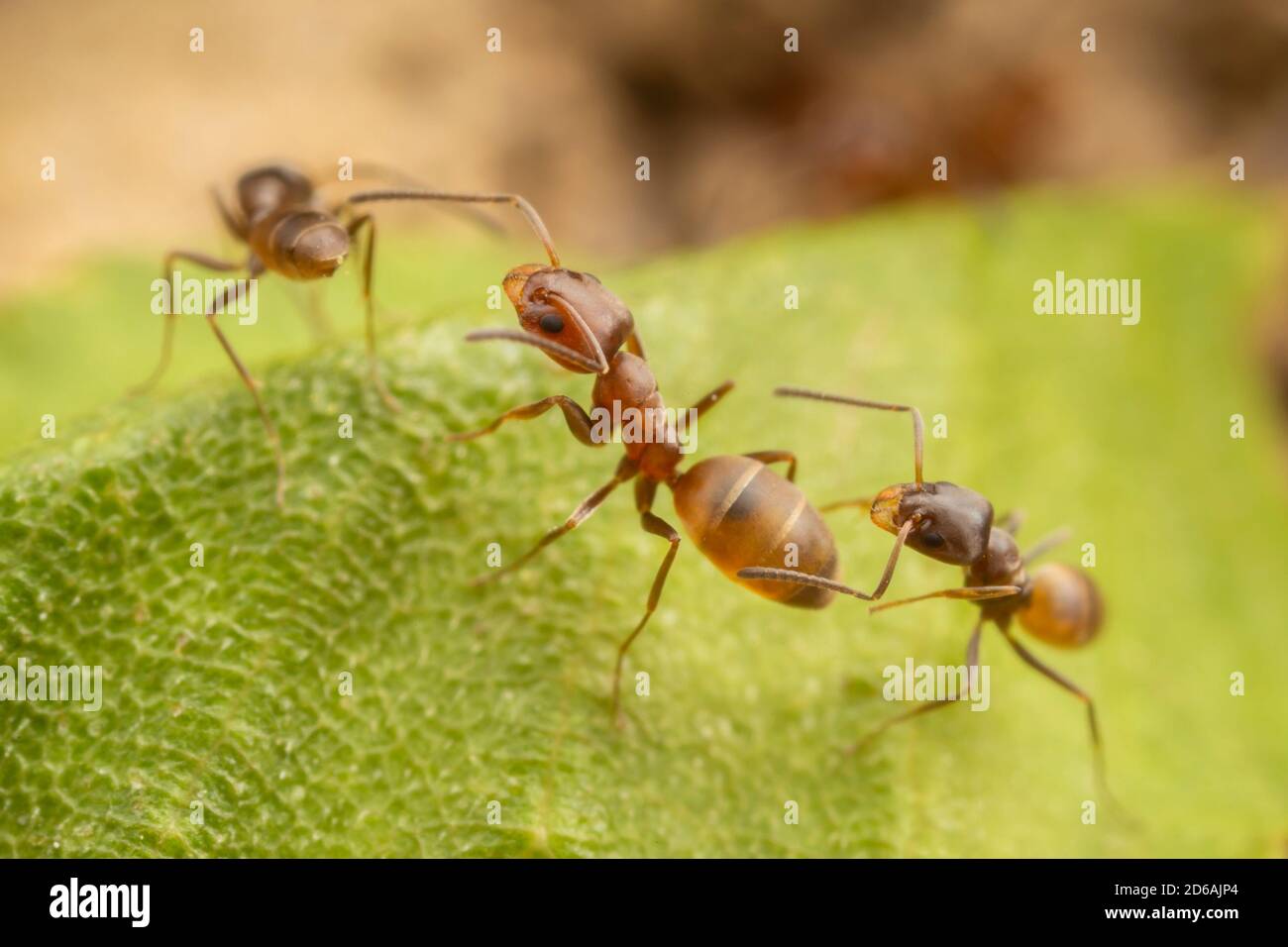 High Noon Ants (Forelius pruinosus) Stock Photo