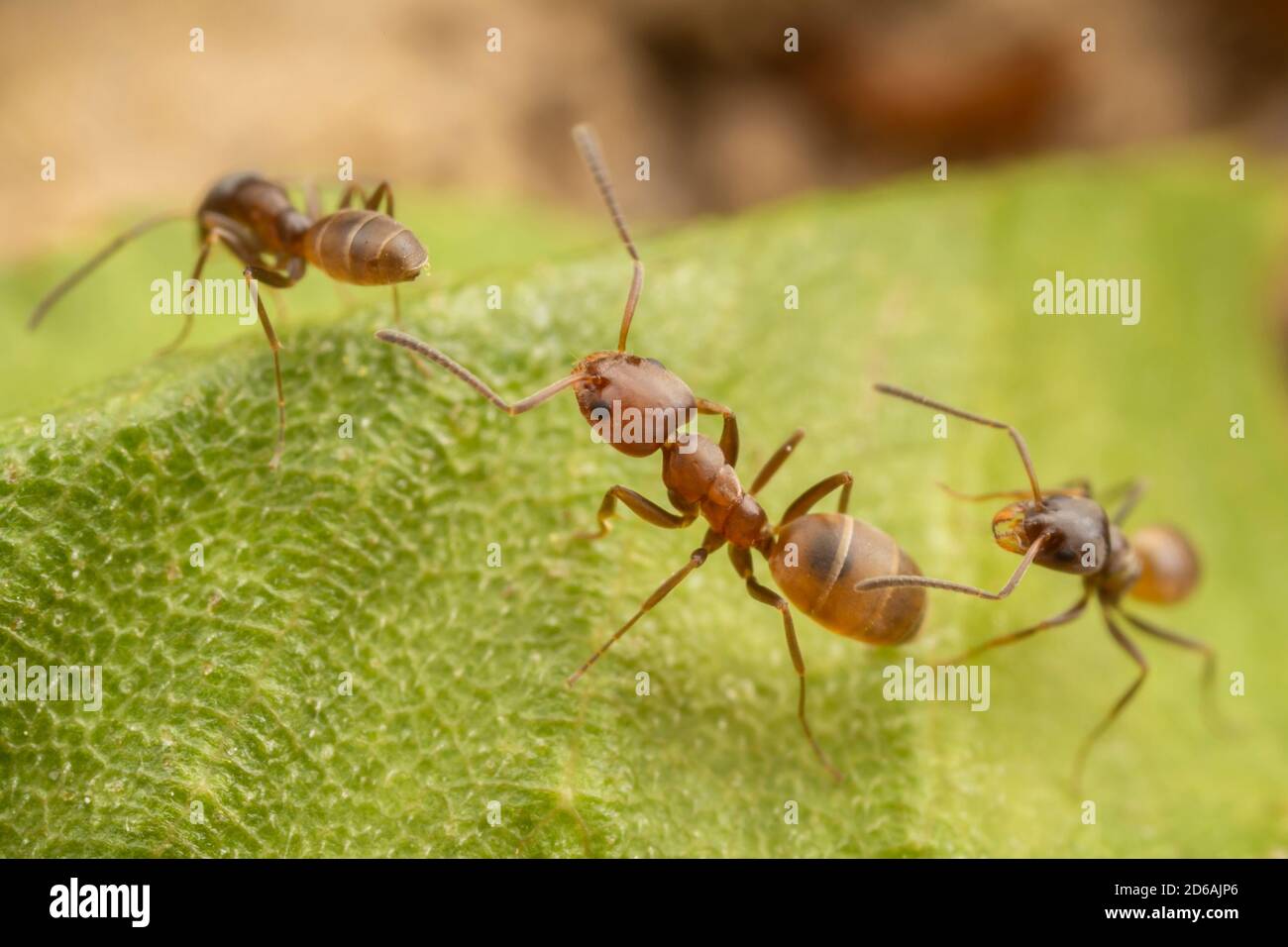 High Noon Ants (Forelius pruinosus) Stock Photo