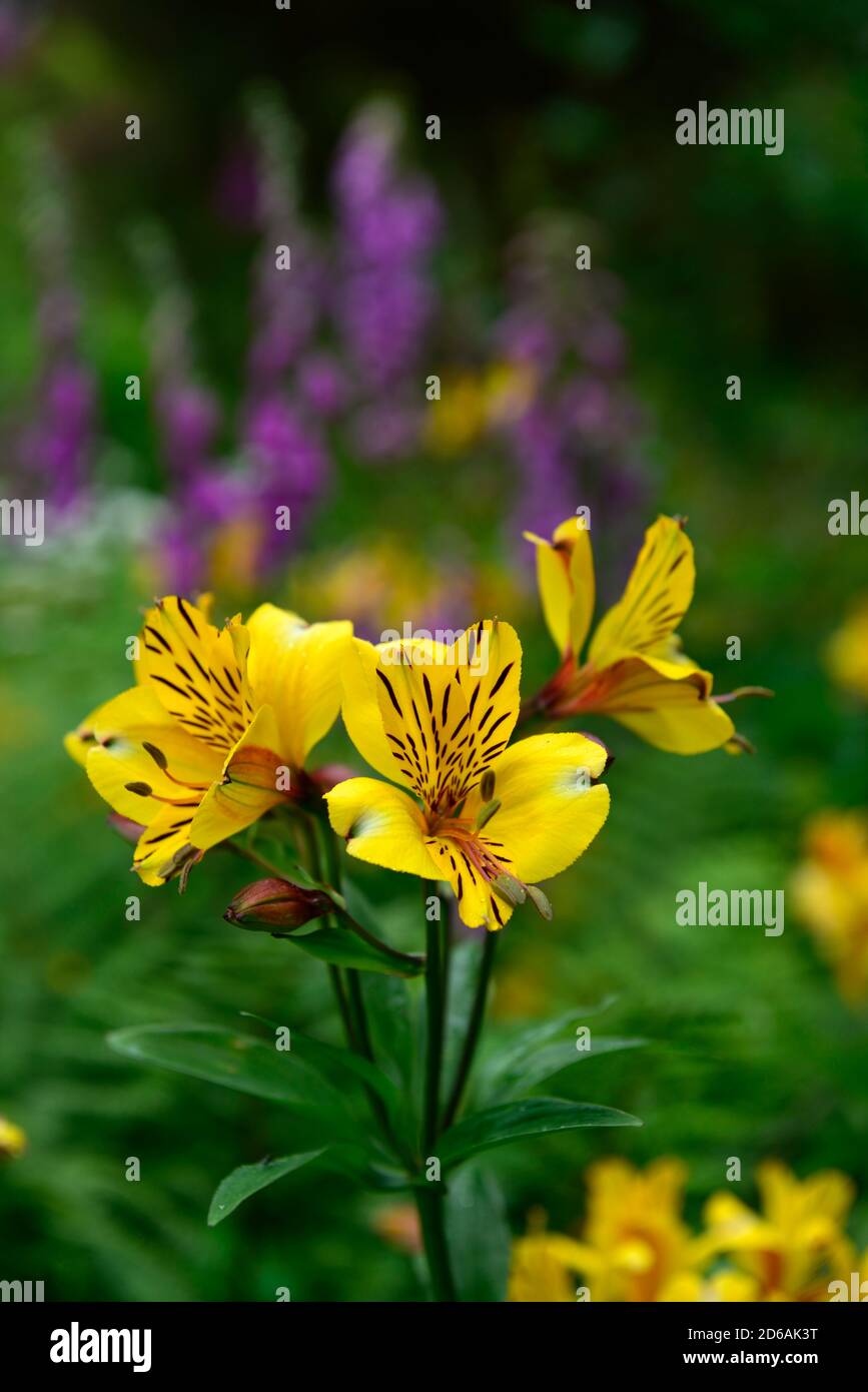 Alstroemeria violacea Yellow Friendship,yellow flowers, flower, flowers, flowering, tender perennial, RM Floral Stock Photo