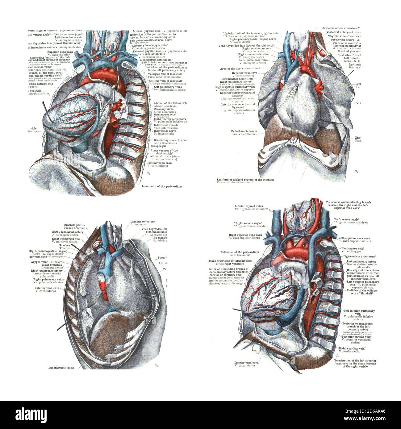 4 views of the heart and thoracic cavity, from An atlas of human anatomy:  Carl Toldt - 1904 Stock Photo - Alamy