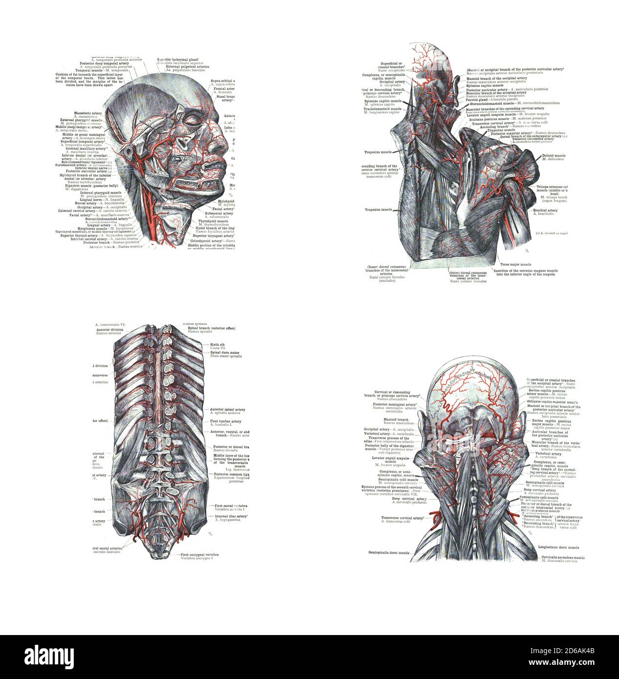 4 Views Of The Head Back And Spine From An Atlas Of Human Anatomy Carl Toldt 1904 Stock Photo Alamy