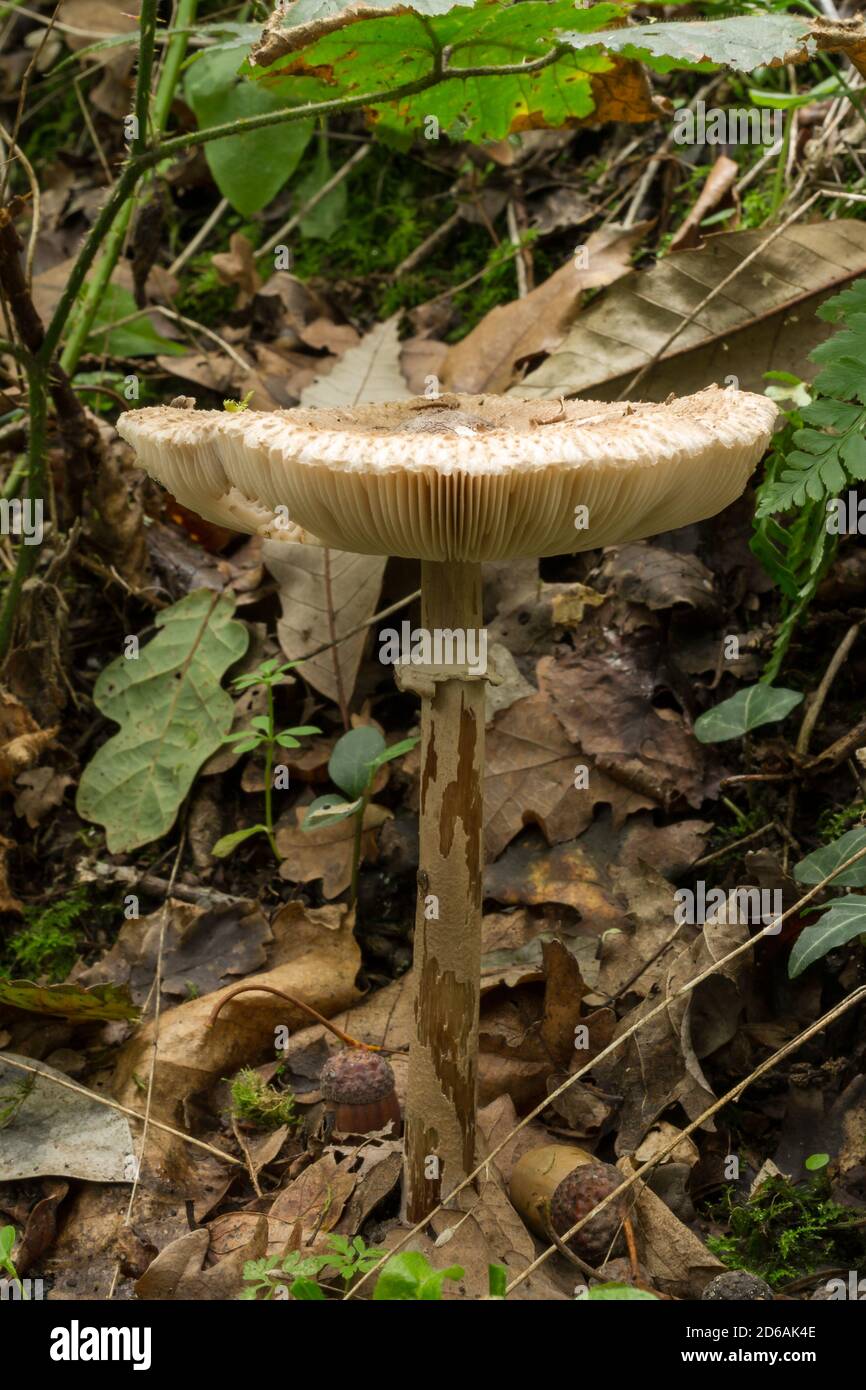 Possibly the Agaricus buckmacadooi mushroom.  Found alone in a damp area of French woodland.  There were a number of dead trees around. Stock Photo