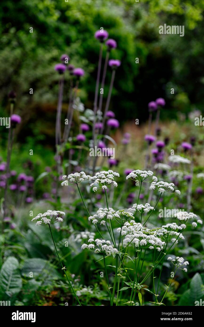 ammi majus,queen anne's lace,flowers,flower,flowering,white,mix,mixed,combination,Cirsium heterophyllum,purple and white flowers,mixed planting scheme Stock Photo