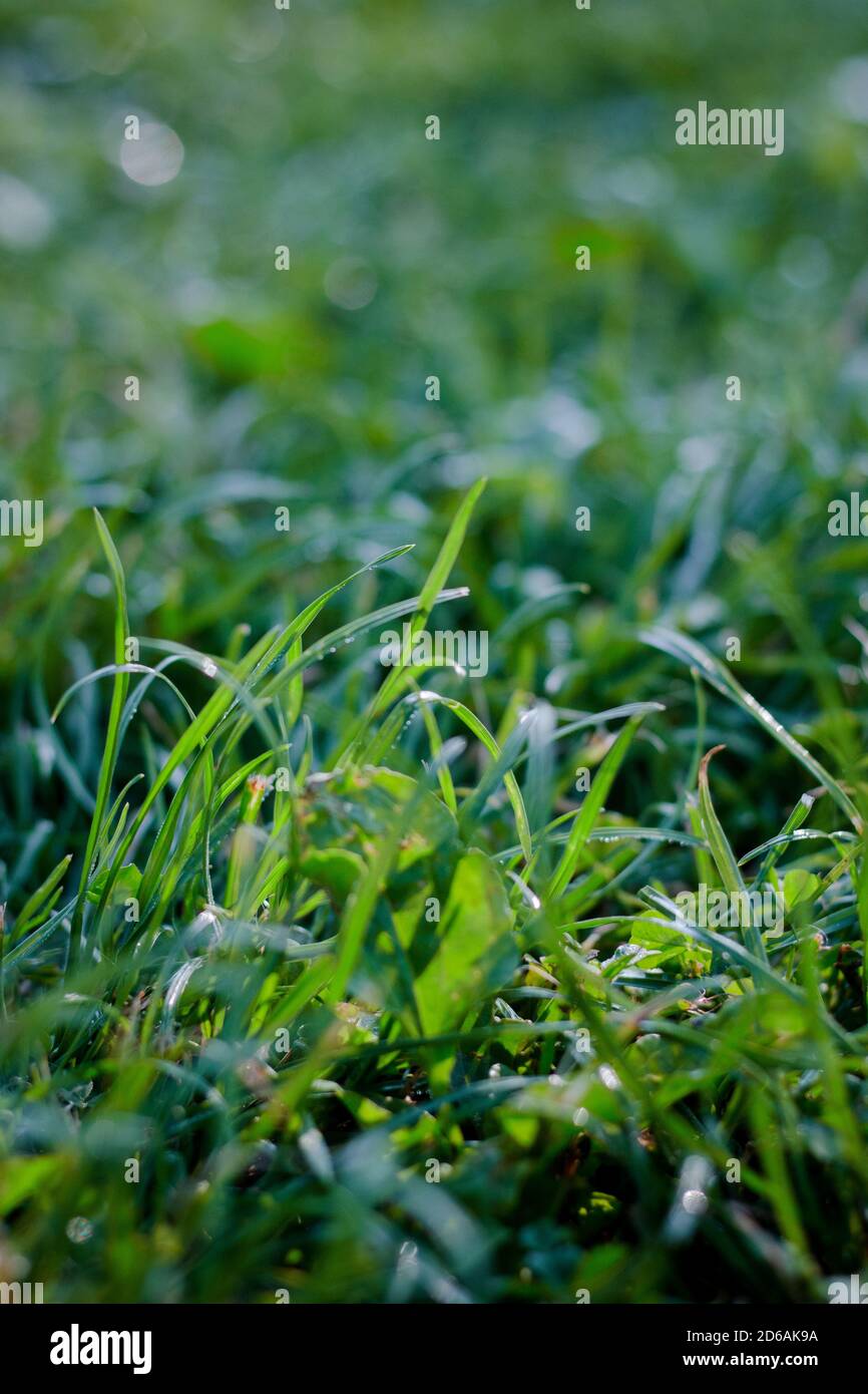 Green grass lawn background with dew drops Stock Photo - Alamy