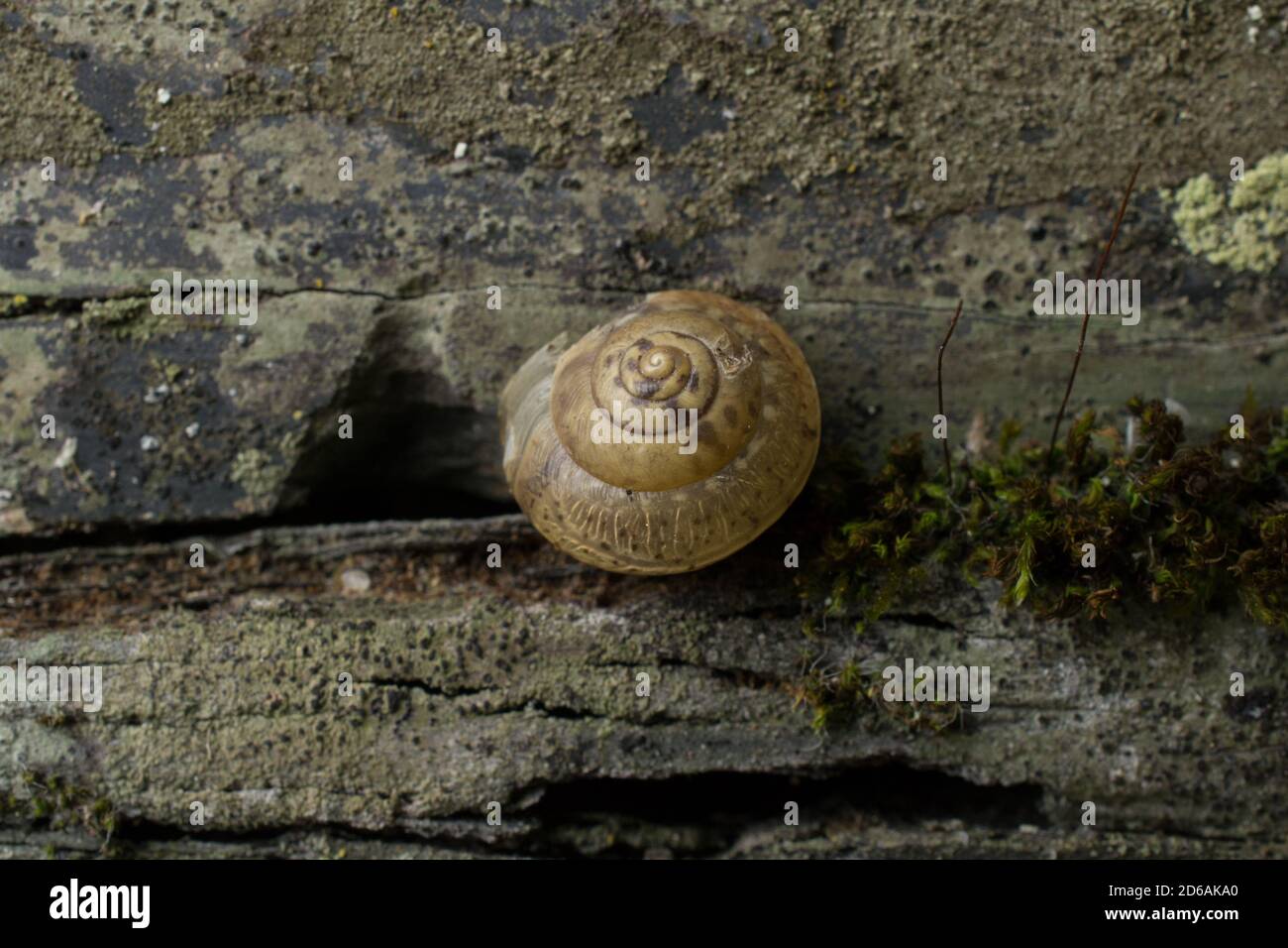 A common snail on a drystone wall. Stock Photo
