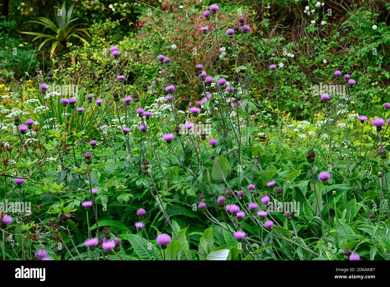 Cirsium heterophyllum,purple flowers,melancholy thistle,ornamental thistles,thistles,mixed planting scheme,RM Floral Stock Photo