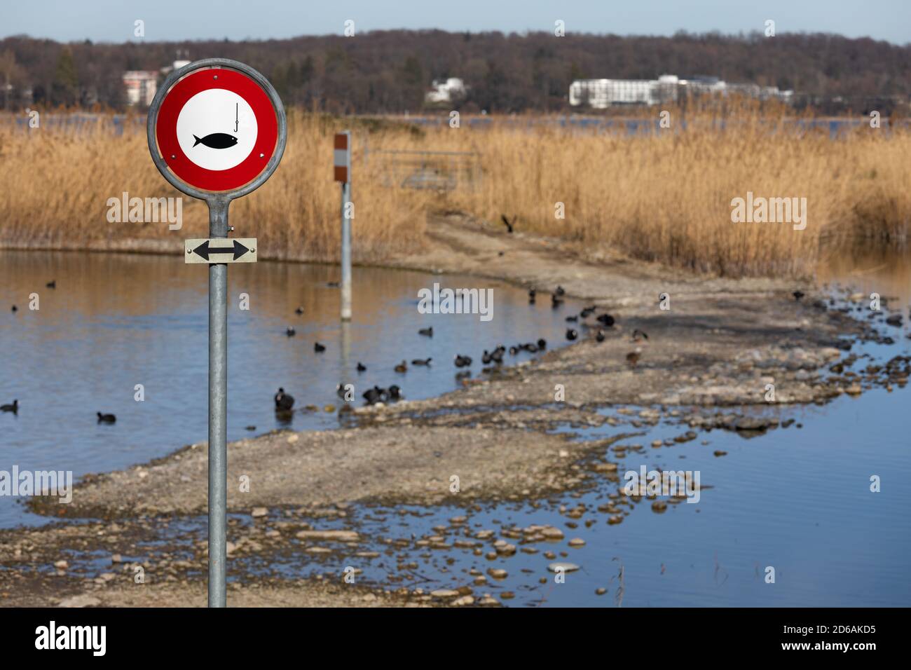 red and white fishing prohibited sign, in the background you can see many water birds in the water, yellow reed, by day without people Stock Photo