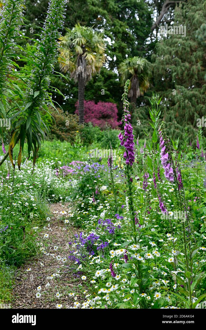 digitalis purpurea,foxgloves,purple flowers,flowering,teasel,teasels,mix,mixed,bed,border,perennial,RM Floral Stock Photo