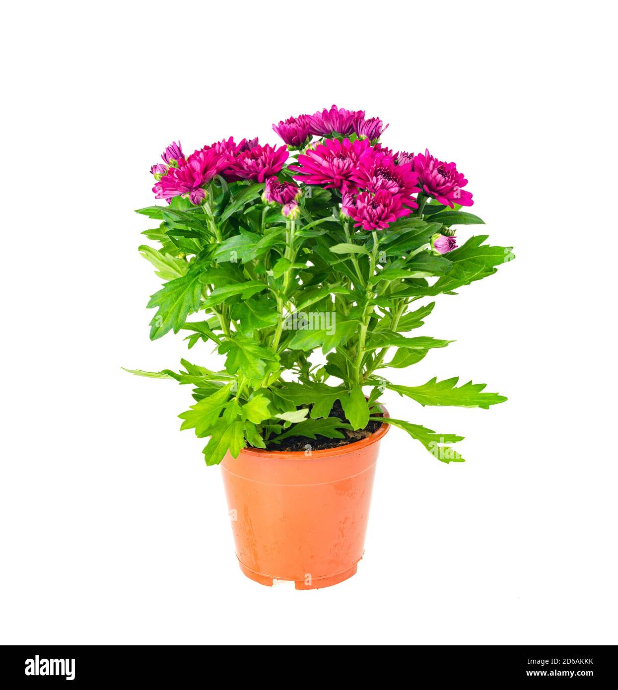 Purple fresh Chrysanthemum flowers in container on white background