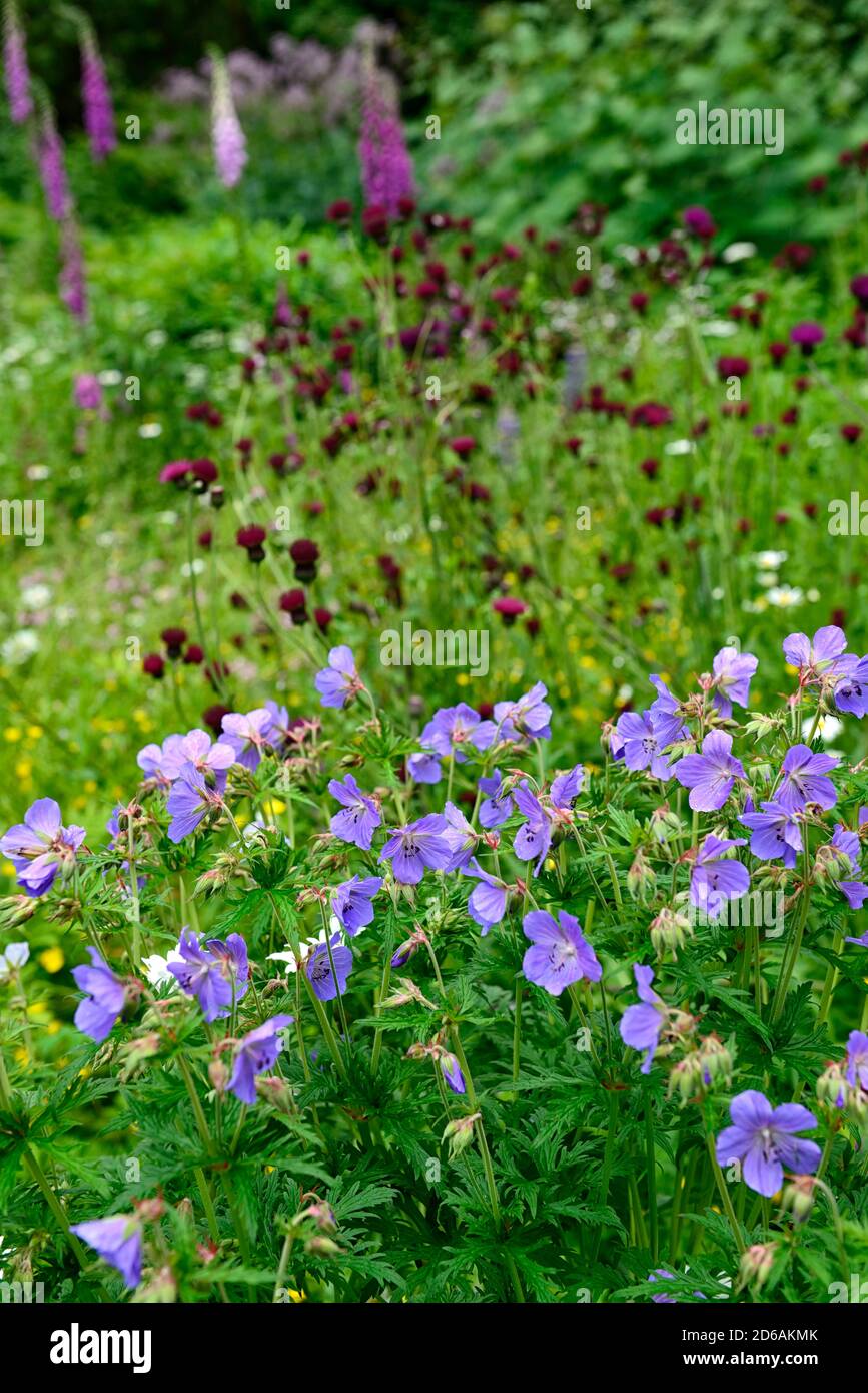 geranium rozanne,blue flowers,flowering,mix,mixed,bed,border,perennial ...