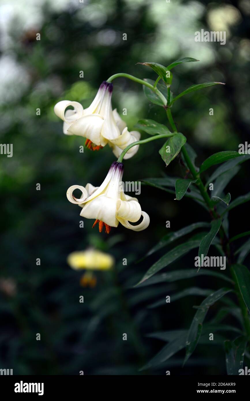 Lilium ledebourii,turkscap lily,cream yellow flowers,flowers,flowering,shade,shady,shaded,RM Floral Stock Photo