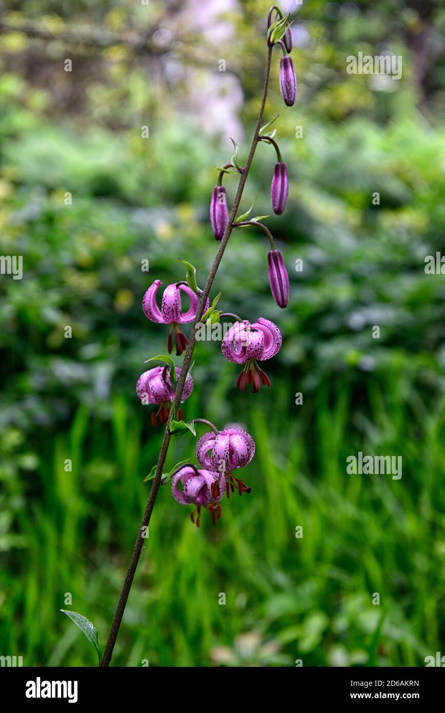 Martagon lily,lily, lillies,pink white, flower, flowers,perennial, turk's-cap lily,shade, shady, turks cap ,RM Floral Stock Photo