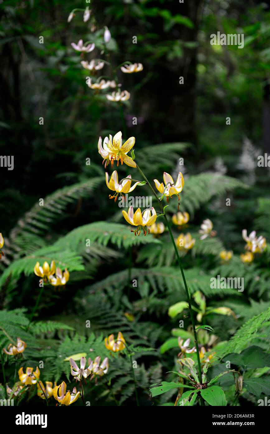 Martagon lily, Lilium Martagon Guinea Gold, lily, lillies,yellow, flower, flowers,perennial, turk's-cap lily,shade, shady, turks cap ,RM Floral Stock Photo
