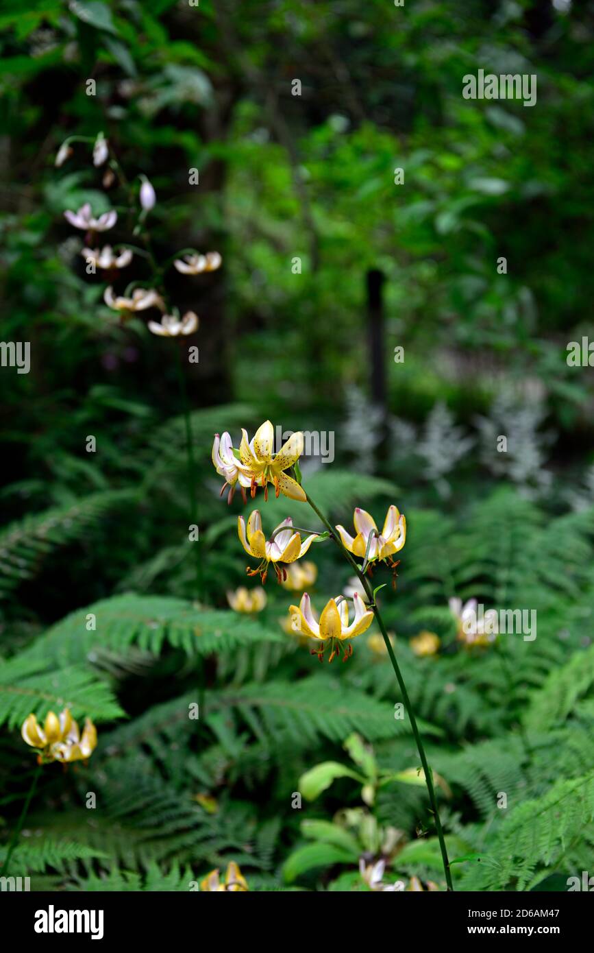 Martagon lily, Lilium Martagon Guinea Gold, lily, lillies,yellow, flower, flowers,perennial, turk's-cap lily,shade, shady, turks cap ,RM Floral Stock Photo
