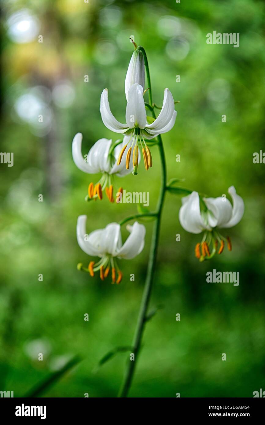 Martagon lily, Lilium Martagon Album, lily, lillies,white, flower, flowers,perennial, turk's-cap lily,shade, shady, turks cap ,RM Floral Stock Photo