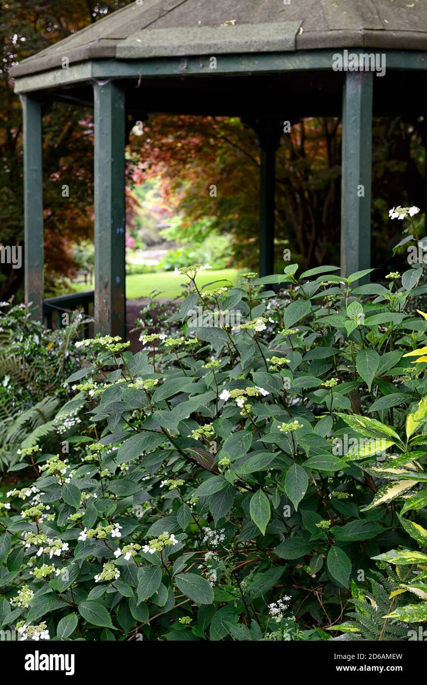 Hydrangera aspera,Japanese Acer,acers,Mount Usher Gardens,Wicklow,William Robinson,Robinsonian Garden,Spring,Gardens,Ireland,RM Floral Stock Photo