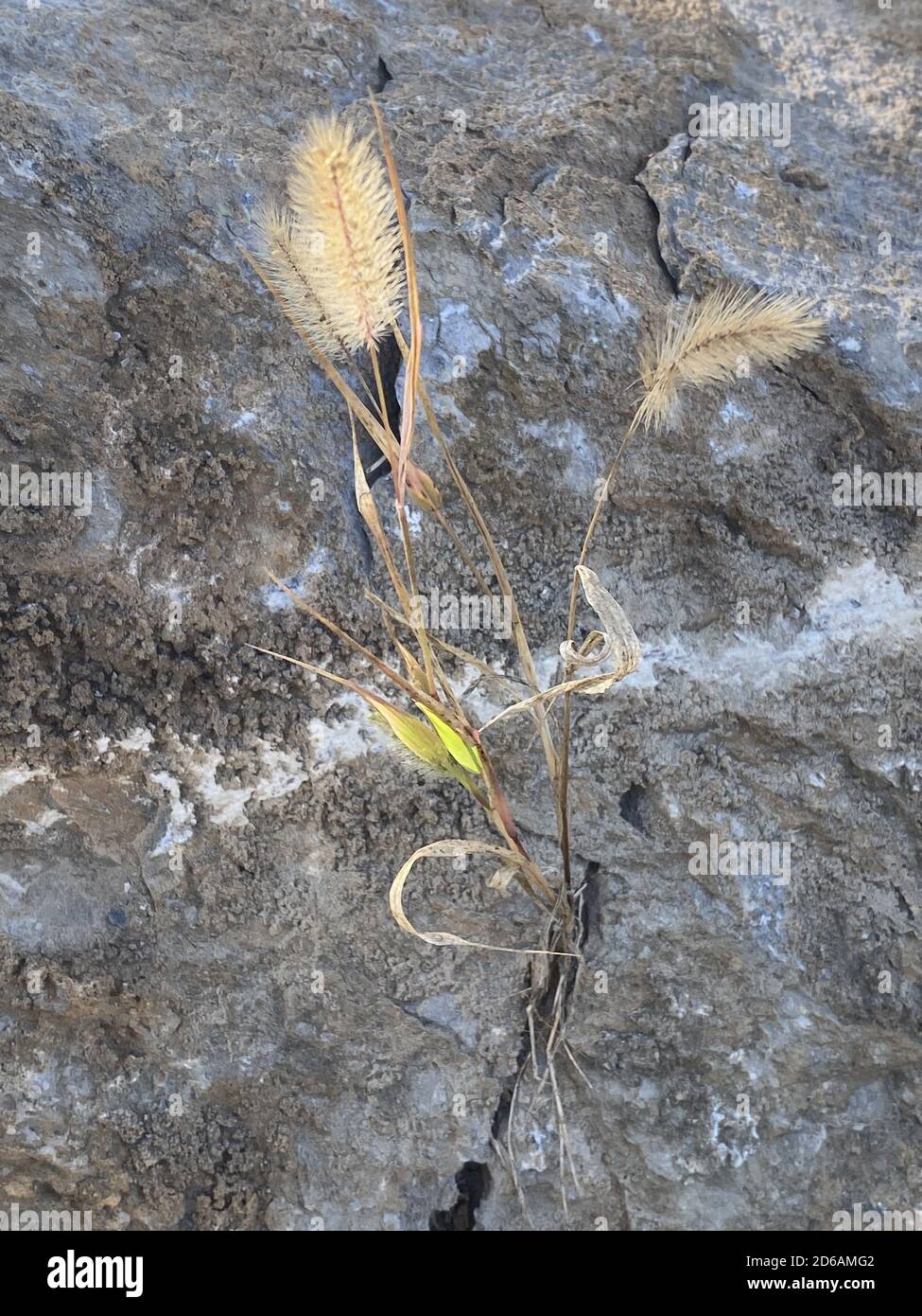 Vertical closeup shot of brome fescue grass growing among stones Stock Photo