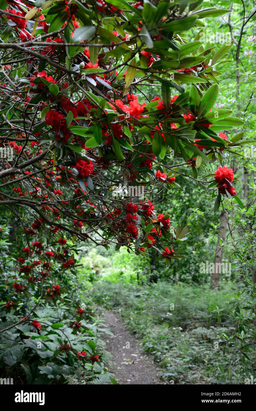 pathway,wood,woodland,shade,shady,shaded,red rhododendron,red flowers,woodland garden,RM Floral Stock Photo