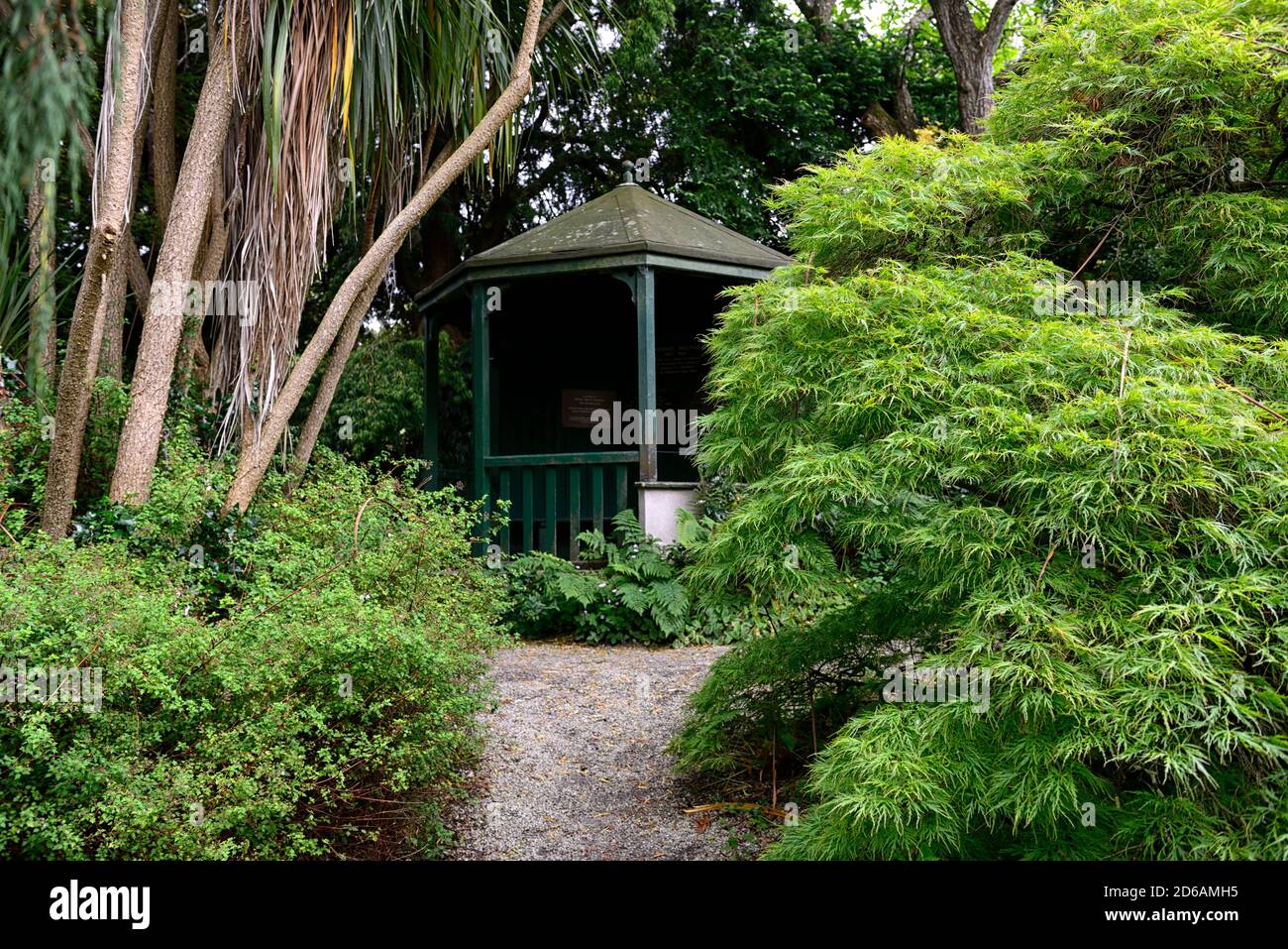 acer palmatum dissectum viridis,laceleaf acer,acers,green,lime,leaves,foliage,spring,ornamental,tree,trees,garden,gazebo,Mount Usher Gardens,Wicklow,R Stock Photo